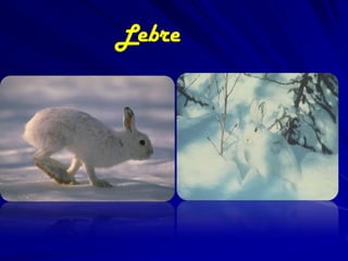 Lebre
 