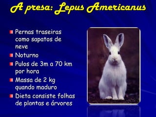 A presa: Lepus Americanus

 Pernas traseiras
 como sapatos de
 neve
 Noturno
 Pulos de 3m a 70 km
 por hora
 Massa de 2 kg
 quando maduro
 Dieta consiste folhas
 de plantas e árvores
(Marty, 1995)
 