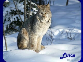 Lince
 
