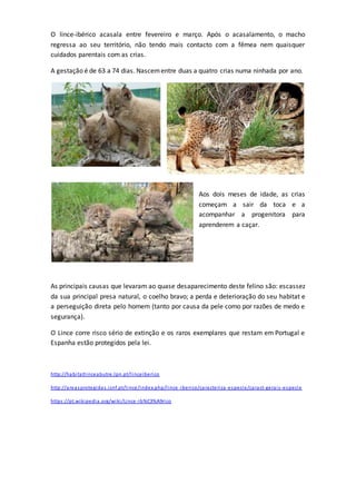 O lince-ibérico acasala entre fevereiro e março. Após o acasalamento, o macho
regressa ao seu território, não tendo mais contacto com a fêmea nem quaisquer
cuidados parentais com as crias.
A gestação é de 63 a 74 dias. Nascementre duas a quatro crias numa ninhada por ano.
Aos dois meses de idade, as crias
começam a sair da toca e a
acompanhar a progenitora para
aprenderem a caçar.
As principais causas que levaram ao quase desaparecimento deste felino são: escassez
da sua principal presa natural, o coelho bravo; a perda e deterioração do seu habitat e
a perseguição direta pelo homem (tanto por causa da pele como por razões de medo e
segurança).
O Lince corre risco sério de extinção e os raros exemplares que restam em Portugal e
Espanha estão protegidos pela lei.
http://habitatlinceabutre.lpn.pt/linceiberico
http://areasprotegidas.icnf.pt/lince/index.php/lince -iberico/caracteriza-especie/caract-gerais-especie
https://pt.wikipedia.org/wiki/Lince-ib%C3%A9rico
 
