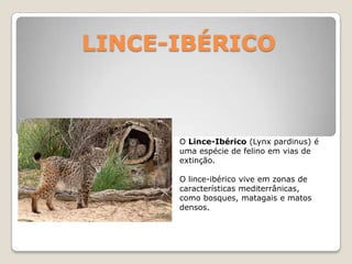LINCE-IBÉRICO O Lince-Ibérico(Lynxpardinus) é uma espécie de felino em vias de extinção. O lince-ibérico vive em zonas de características mediterrânicas, como bosques, matagais e matos densos.  