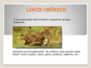 LINCE-IBÉRICOA sua população está limitada a pequenos grupos dispersos.Alimenta-se principalmente  de coelhos, mas quando estes faltam come veados, ratos, patos, perdizes, lagartos, etc.