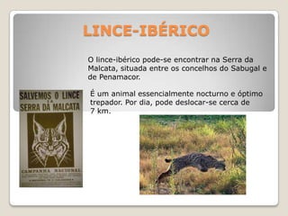 LINCE-IBÉRICOO lince-ibérico pode-se encontrar na Serra da Malcata, situada entre os concelhos do Sabugal e de Penamacor.É um animal essencialmente nocturno e óptimo trepador. Por dia, pode deslocar-se cerca de 7 km.