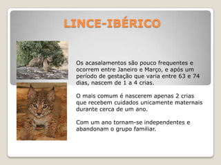 LINCE-IBÉRICOOs acasalamentos são pouco frequentes e ocorrem entre Janeiro e Março, e após um período de gestação que varia entre 63 e 74 dias, nascem de 1 a 4 crias. O mais comum é nascerem apenas 2 crias que recebem cuidados unicamente maternais durante cerca de um ano.Com um ano tornam-se independentes e abandonam o grupo familiar.