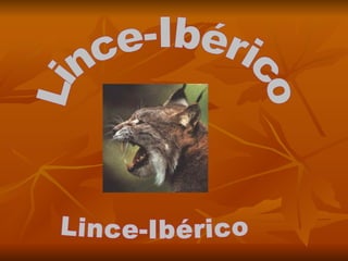 Lince-Ibérico Lince-Ibérico 