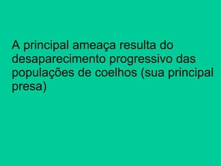A principal ameaça resulta do desaparecimento progressivo das populações de coelhos (sua principal presa) 