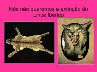 Nós não queremos a extinção do Lince Ibérico 