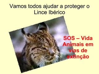 Vamos todos ajudar a proteger o Lince Ibérico SOS – Vida Animais em vias de extinção 