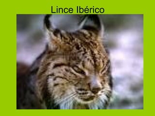 Lince Ibérico 