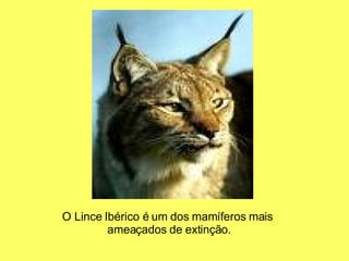 O Lince Ibérico é um dos mamíferos mais  ameaçados de extinção. 