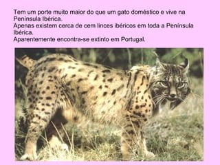 Tem um porte muito maior do que um gato doméstico e vive na Península Ibérica.  Apenas existem cerca de cem linces ibéricos em toda a Península Ibérica.  Aparentemente encontra-se extinto em Portugal. 