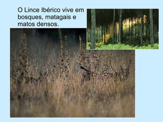 O Lince Ibérico vive em bosques, matagais e matos densos. 