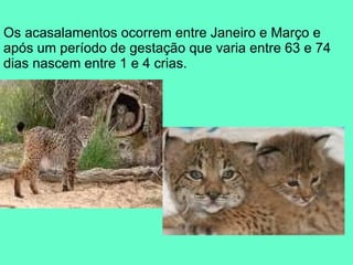 Os acasalamentos ocorrem entre Janeiro e Março e após um período de gestação que varia entre 63 e 74 dias nascem entre 1 e 4 crias. 