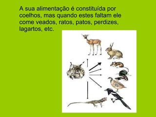 A sua alimentação é constituída por coelhos, mas quando estes faltam ele come veados, ratos, patos, perdizes, lagartos, etc.  