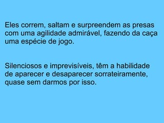Eles correm, saltam e surpreendem as presas com uma agilidade admirável, fazendo da caça uma espécie de jogo.  Silenciosos e imprevisíveis, têm a habilidade de aparecer e desaparecer sorrateiramente, quase sem darmos por isso. 