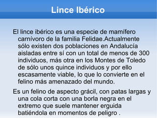 Lince Ibérico ,[object Object]