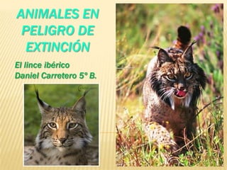 ANIMALES EN
 PELIGRO DE
  EXTINCIÓN
El lince ibérico
Daniel Carretero 5º B.
 