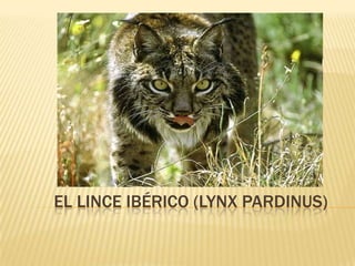 EL LINCE IBÉRICO (LYNX PARDINUS)
 