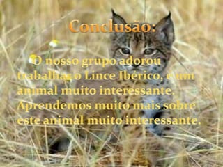 Conclusão:     O nosso grupo adorou trabalhar o Lince Ibérico, é um animal muito interessante. Aprendemos muito mais sobre este animal muito interessante.    