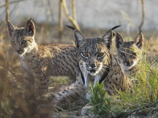 Lince ibérico