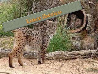                 Lince ibérico