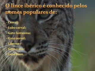 O lince ibérico é conhecido pelos nomes populares de:- Cerval; - Lobo cerval;- Gato fantasma;- Gato cerval;- Liberne;- Gato cravo;- Gato lince.