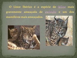 O Lince Ibérico é a espécie de felino mais gravemente ameaçada de extinção e um dos mamíferos mais ameaçados.