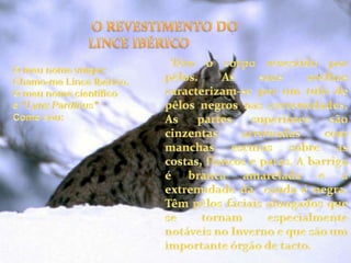  O REVESTIMENTO DO       LINCE IBÉRICOO meu nome vulgar: Chamo-me Lince Ibérico.O meu nome científico é:"Lynx Pardinus"Como sou: Têm o corpo revestido por pêlos. As suas orelhas caracterizam-se por um tufo de pêlos negros nas extremidades. As partes superiores são cinzentas arruivadas com manchas escuras sobre as costas, flancos e patas. A barriga é branca amarelada e a extremidade da  cauda é negra. Têm pêlos faciais alongados que se tornam especialmente notáveis no Inverno e que são um importante órgão de tacto.