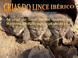 CRIAS DO LINCE IBÉRICOAs crias do lince ibérico nascem em Março ou Abril. As suas crias são de 1 a 4.     