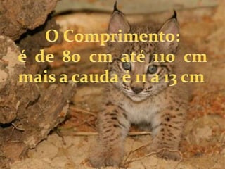 O Comprimento: é de 80 cm até 110 cm mais a cauda é 11 a 13 cm