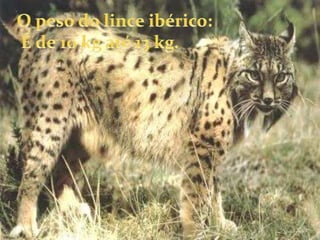 O peso do lince ibérico: É de 10 kg até 13 kg.