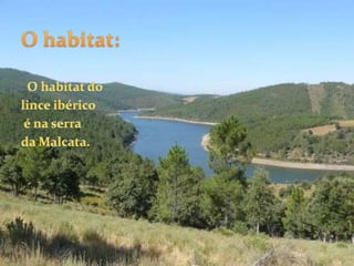 O habitat:    O habitat do lince ibérico é na serra da Malcata.