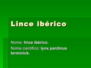 Lince ibérico Nome:  lince ibérico. Nome cientifico:  lynx pardinus terminick. 