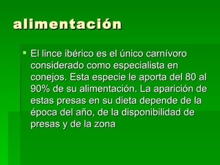 alimentación El lince ibérico es el único carnívoro considerado como especialista en conejos. Esta especie le aporta del 80 al 90% de su alimentación. La aparición de estas presas en su dieta depende de la época del año, de la disponibilidad de presas y de la zona  