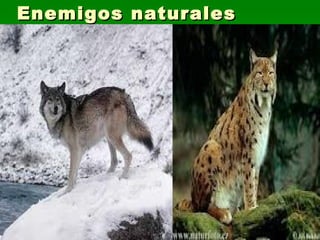 Enemigos naturales 