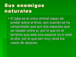 Sus enemigos naturales El  lobo  es el único animal capaz de predar sobre el lince, aun cuando se ha comprobado que son dos especies que se repelen entre sí, por lo que en el territorio que está una especie no lo está la otra, por lo que son muy raros los casos de ataques.  