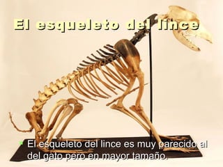 El esqueleto del lince El esqueleto del lince es muy parecido al del gato pero en mayor tamaño. 