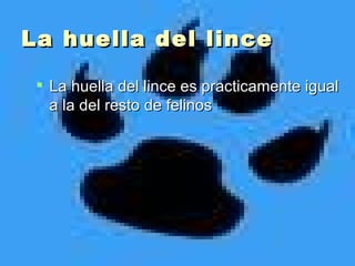 La huella del lince La huella del lince es practicamente igual a la del resto de felinos 