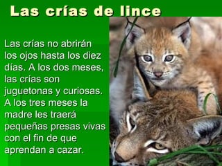 Las crías de lince Las crías no abrirán los ojos hasta los diez días. A los dos meses, las crías son juguetonas y curiosas. A los tres meses la madre les traerá pequeñas presas vivas con el fin de que aprendan a cazar. 