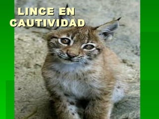 LINCE EN CAUTIVIDAD 