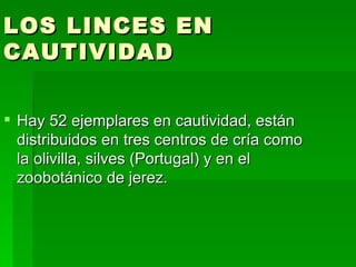 LOS LINCES EN CAUTIVIDAD Hay 52 ejemplares en cautividad, están distribuidos en tres centros de cría como la olivilla, silves (Portugal) y en el zoobotánico de jerez. 