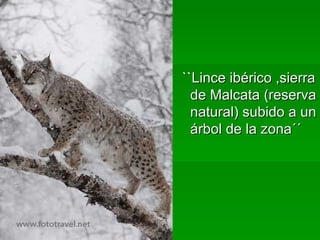 ``Lince ibérico ,sierra de Malcata (reserva natural) subido a un árbol de la zona´´ 