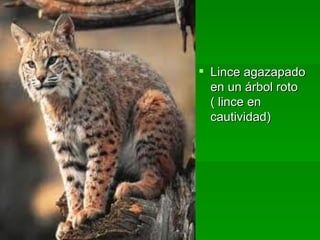Lince agazapado en un árbol roto  ( lince en cautividad)  
