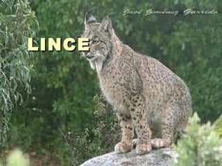 LINCE  