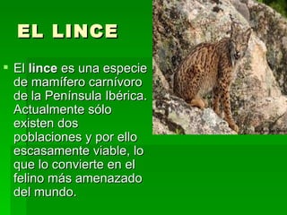 EL LINCE El  lince  es una especie de mamífero carnívoro de la Península Ibérica. Actualmente sólo existen dos poblaciones y por ello escasamente viable, lo que lo convierte en el felino más amenazado del mundo.  