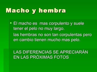 Macho y hembra  El macho es  mas corpulento y suele tener el pelo no muy largo. las hembras no son tan corpulentas pero en cambio tienen mucho mas pelo. LAS DIFERENCIAS SE APRECIARÁN EN LAS PRÓXIMAS FOTOS 