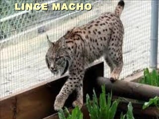 LINCE MACHO 