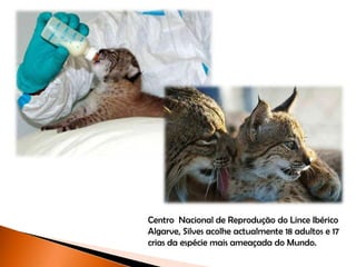 Centro Nacional de Reprodução do Lince Ibérico
Algarve, Silves acolhe actualmente 18 adultos e 17
crias da espécie mais ameaçada do Mundo.
 