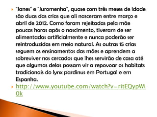  "Janes" e "Juromenha", quase com três meses de idade
são duas das crias que ali nasceram entre março e
abril de 2012. Como foram rejeitadas pela mãe
poucas horas após o nascimento, tiveram de ser
alimentadas artificialmente e nunca poderão ser
reintroduzidas em meio natural. As outras 15 crias
seguem os ensinamentos das mães e aprendem a
sobreviver nos cercados que lhes servirão de casa até
que algumas delas possam vir a repovoar os habitats
tradicionais do lynx pardinus em Portugal e em
Espanha.
 http://www.youtube.com/watch?v=ritEQypWi
0k
 