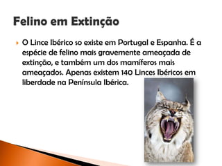  O Lince Ibérico so existe em Portugal e Espanha. É a
espécie de felino mais gravemente ameaçada de
extinção, e também um dos mamíferos mais
ameaçados. Apenas existem 140 Linces Ibéricos em
liberdade na Península Ibérica.
 